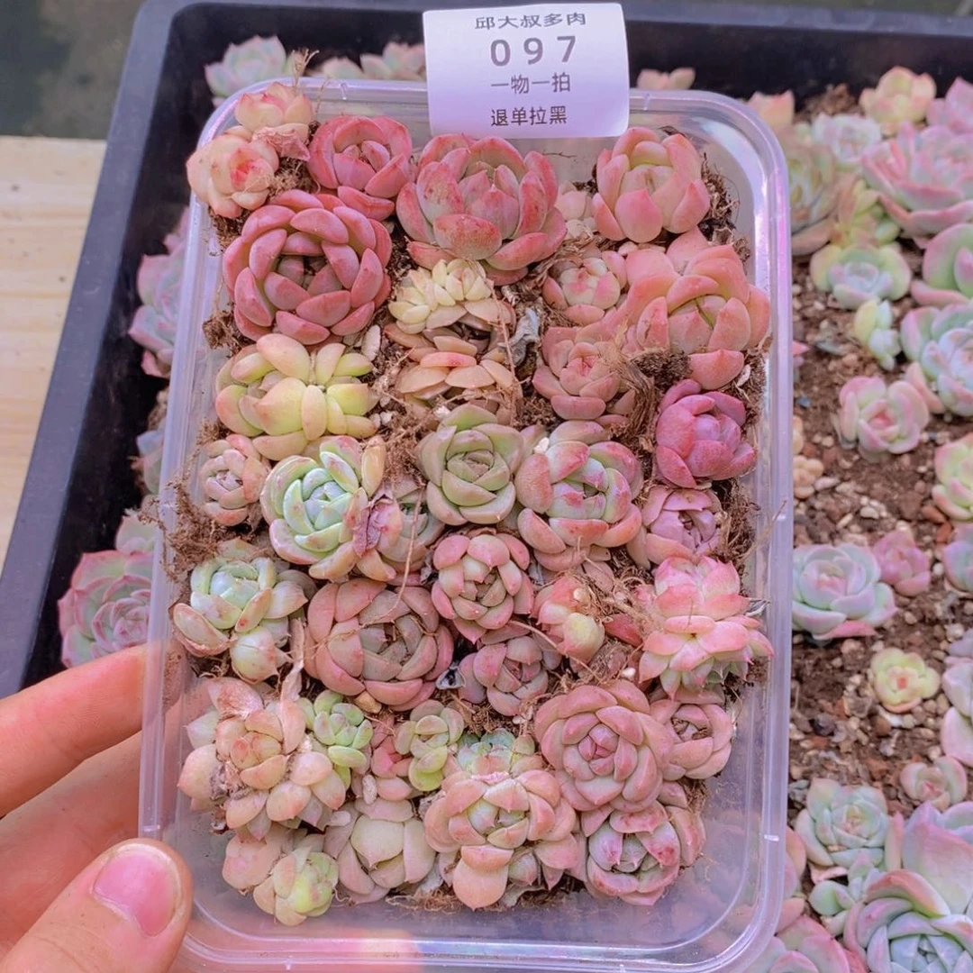 97多肉一物一拍链接