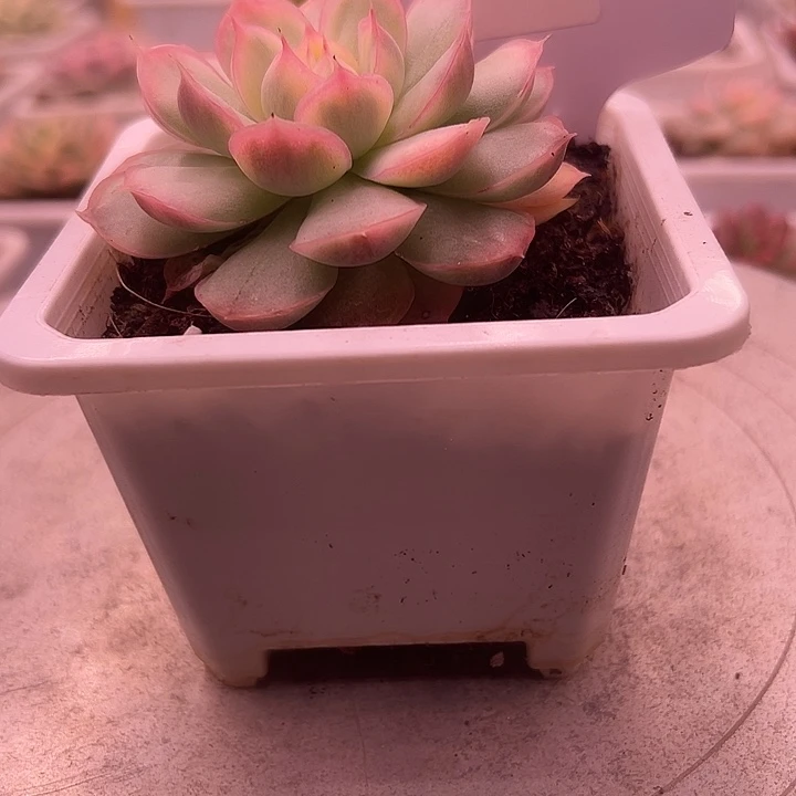 1007号韩水晶锦多肉