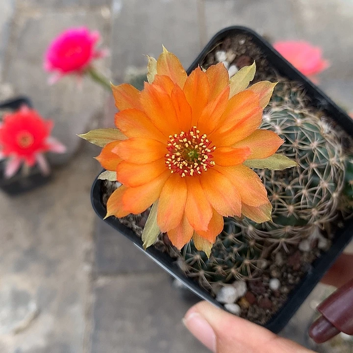 106 实生丽花6厘米盆 球体微瑕