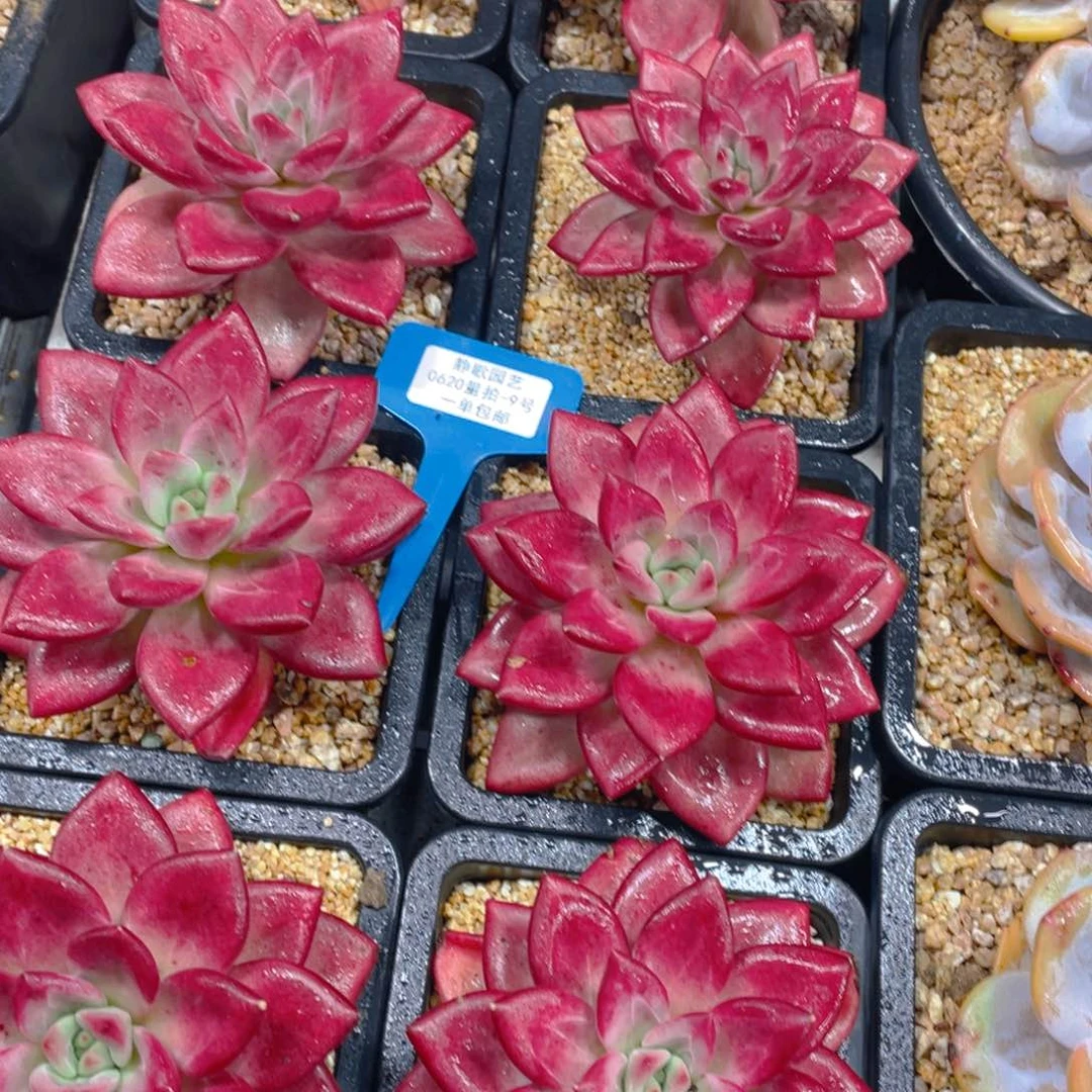 0620-9-全状态赫菲斯托大单头一颗