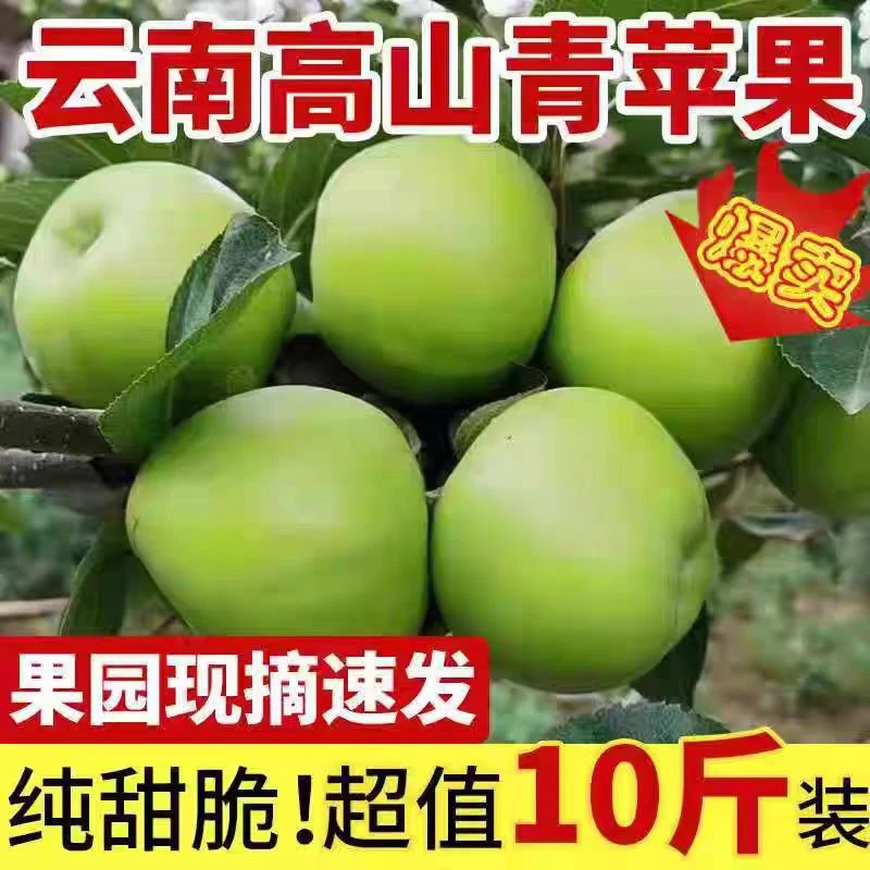 云南特产昭通青香蕉苹果（产自生态果园现摘现发甜脆爽口）10斤爆款