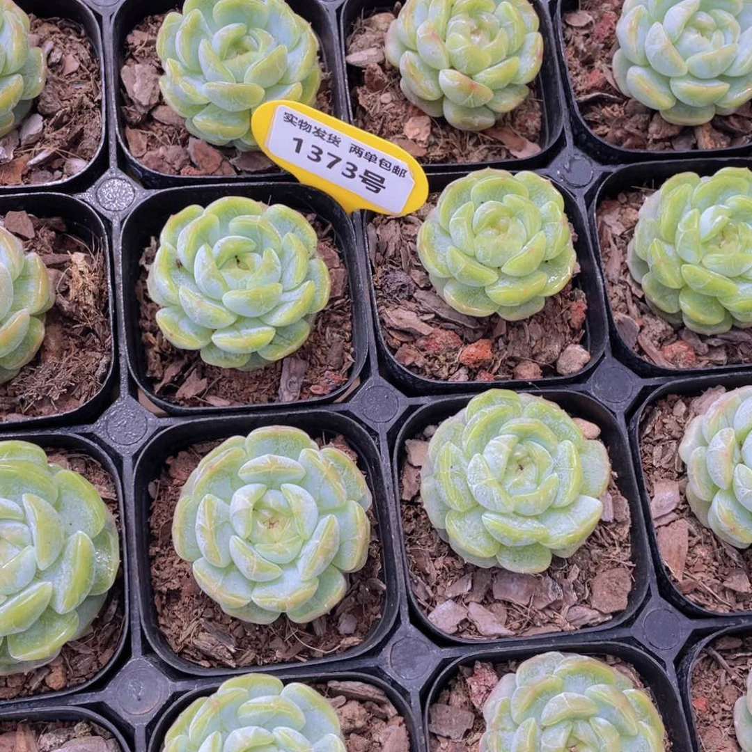 1373号 油透白色恋人单头一个