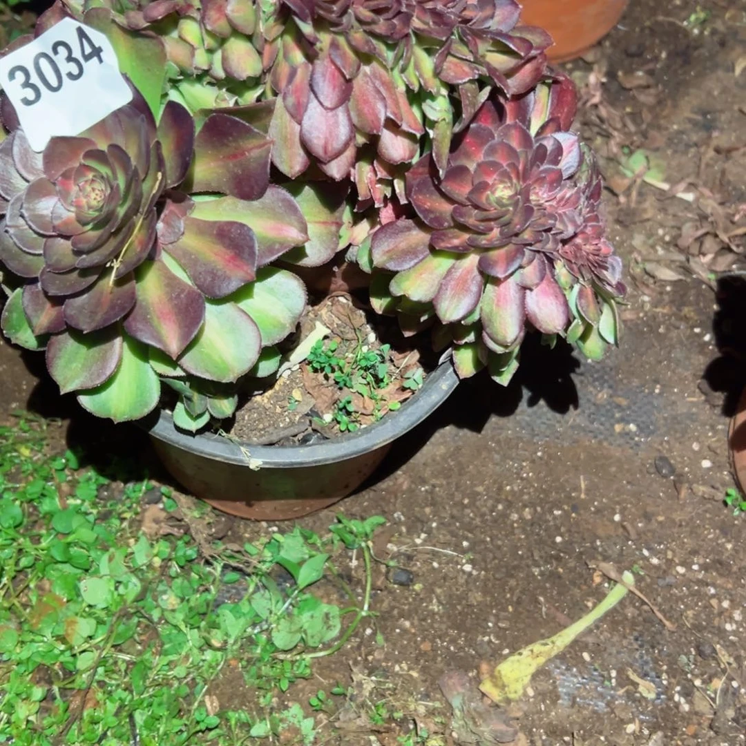 3034 号多肉法师植物新年福利