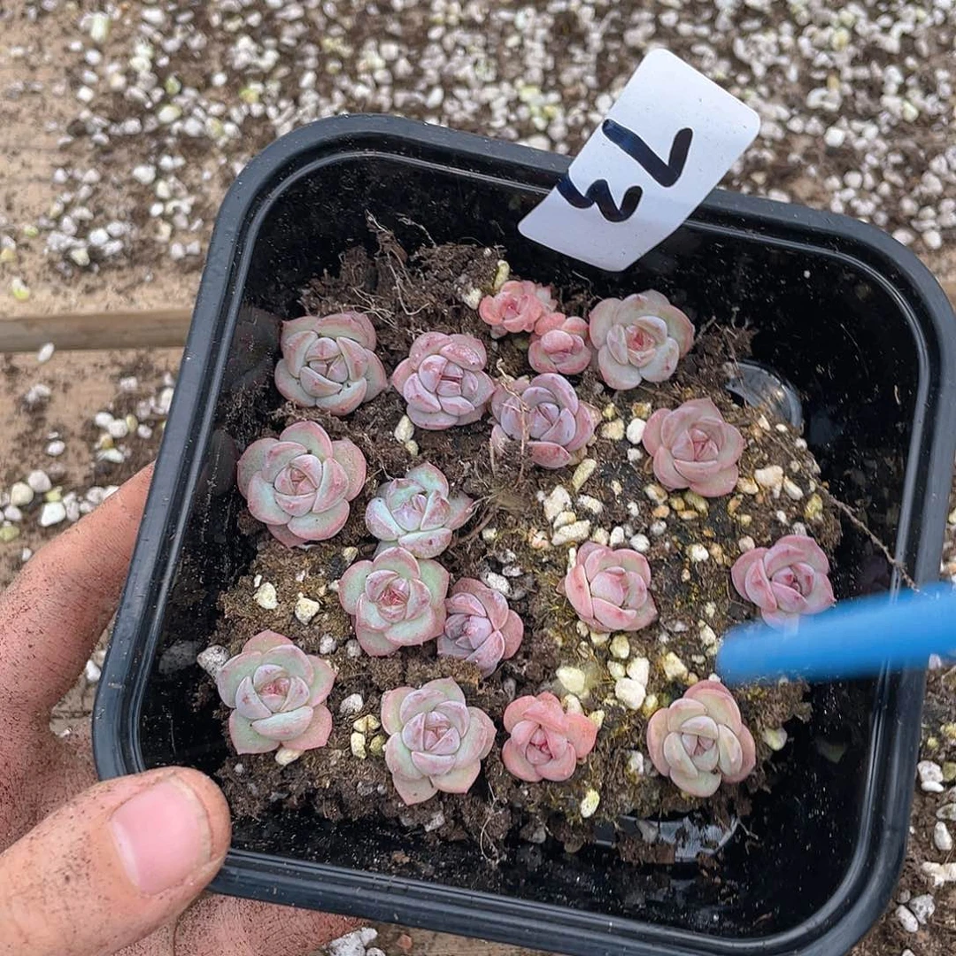 欧****多肉植物多肉植物73