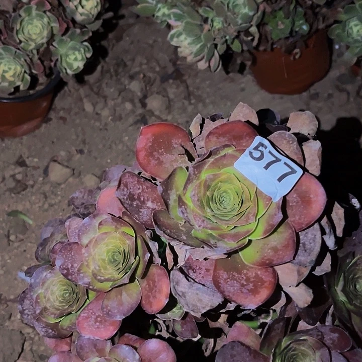 577魅金多肉植物不售后