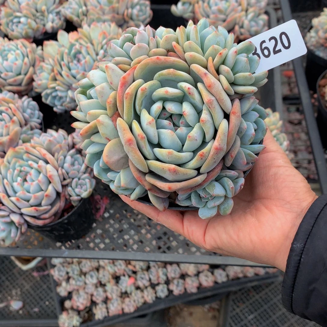 善3620嗯嗯嗯的橙子的一批