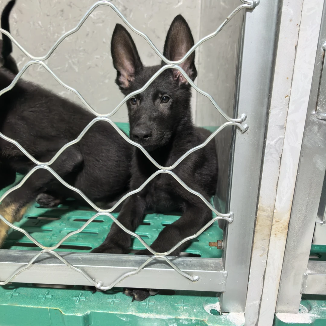 进口阿瑞斯孙女，4个月无证小宝宝