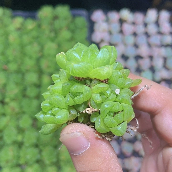 玉露群生精品多肉