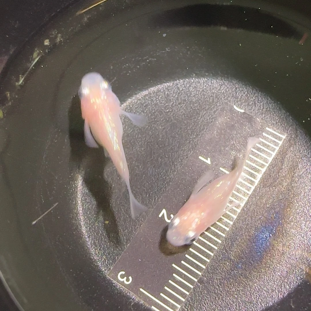 青鳉鱼观背青鱂一物一拍114