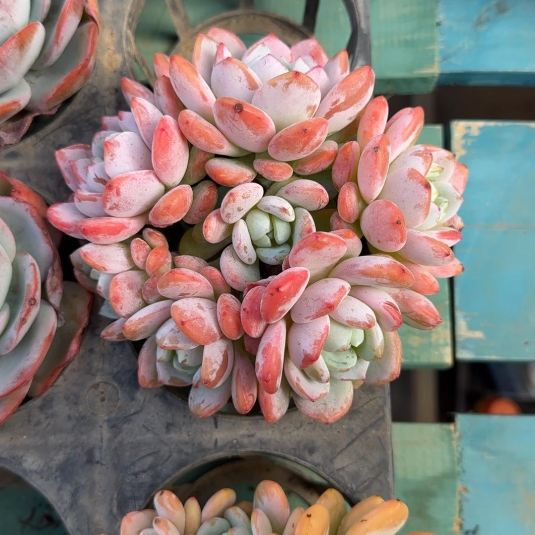 7头冷香，发货点延迟