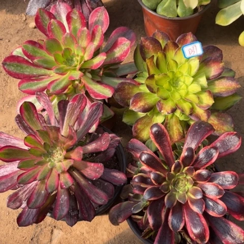 037多肉植物组合
