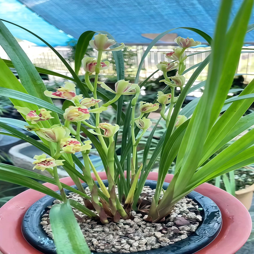 兰花苗室内建兰蕙兰办公室绿植花卉盆栽易养活净化空气客厅金钱树