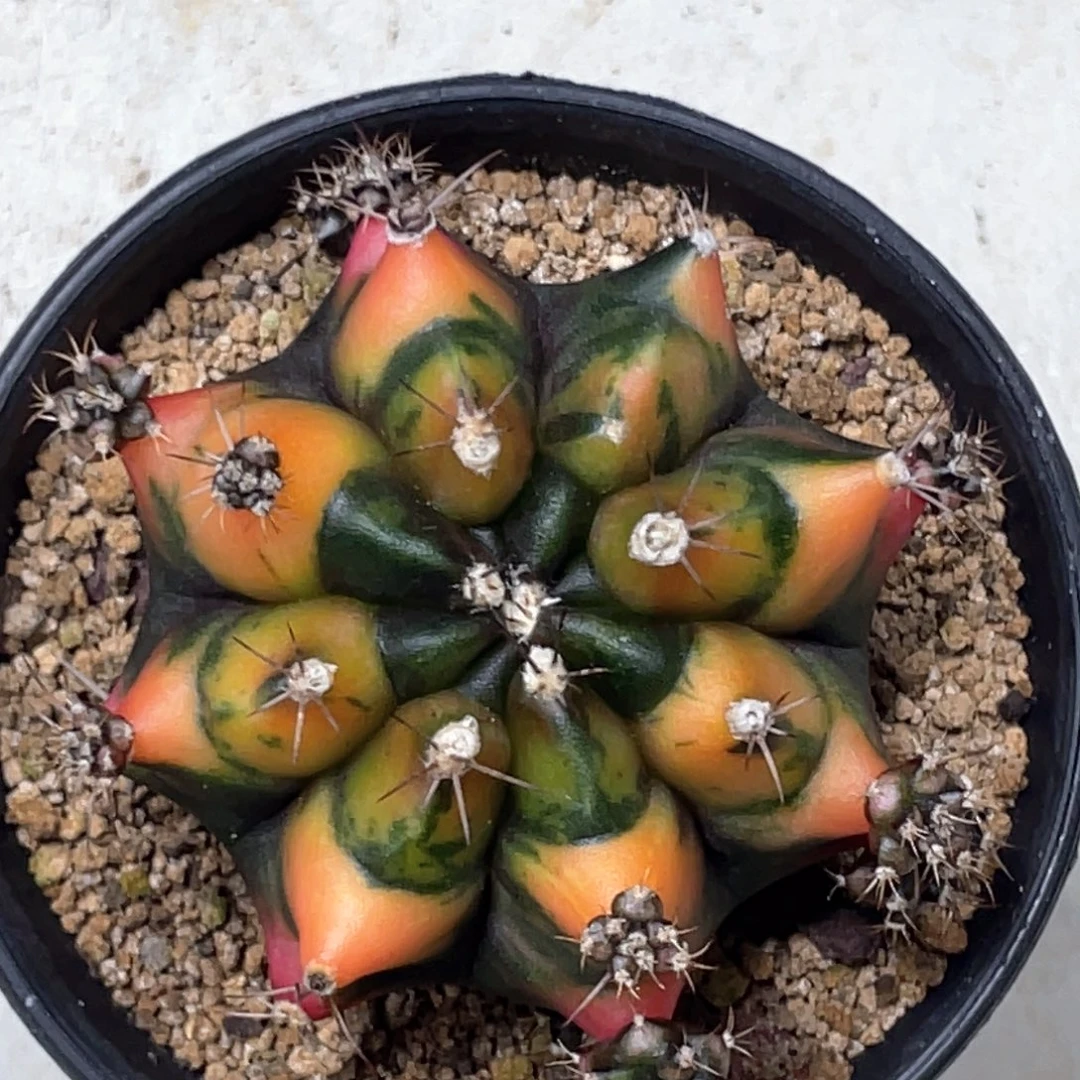 当前无花朵，栽培后可花朵黄金猫眼