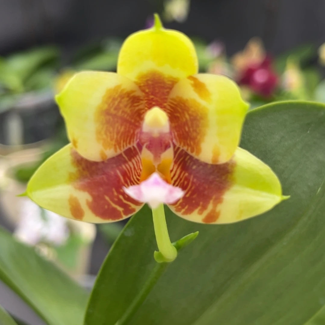 完全开放2.5寸盲盒开花株