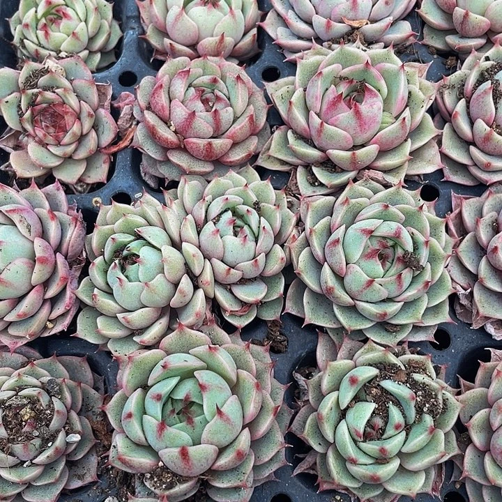 小笨吧1元带土发