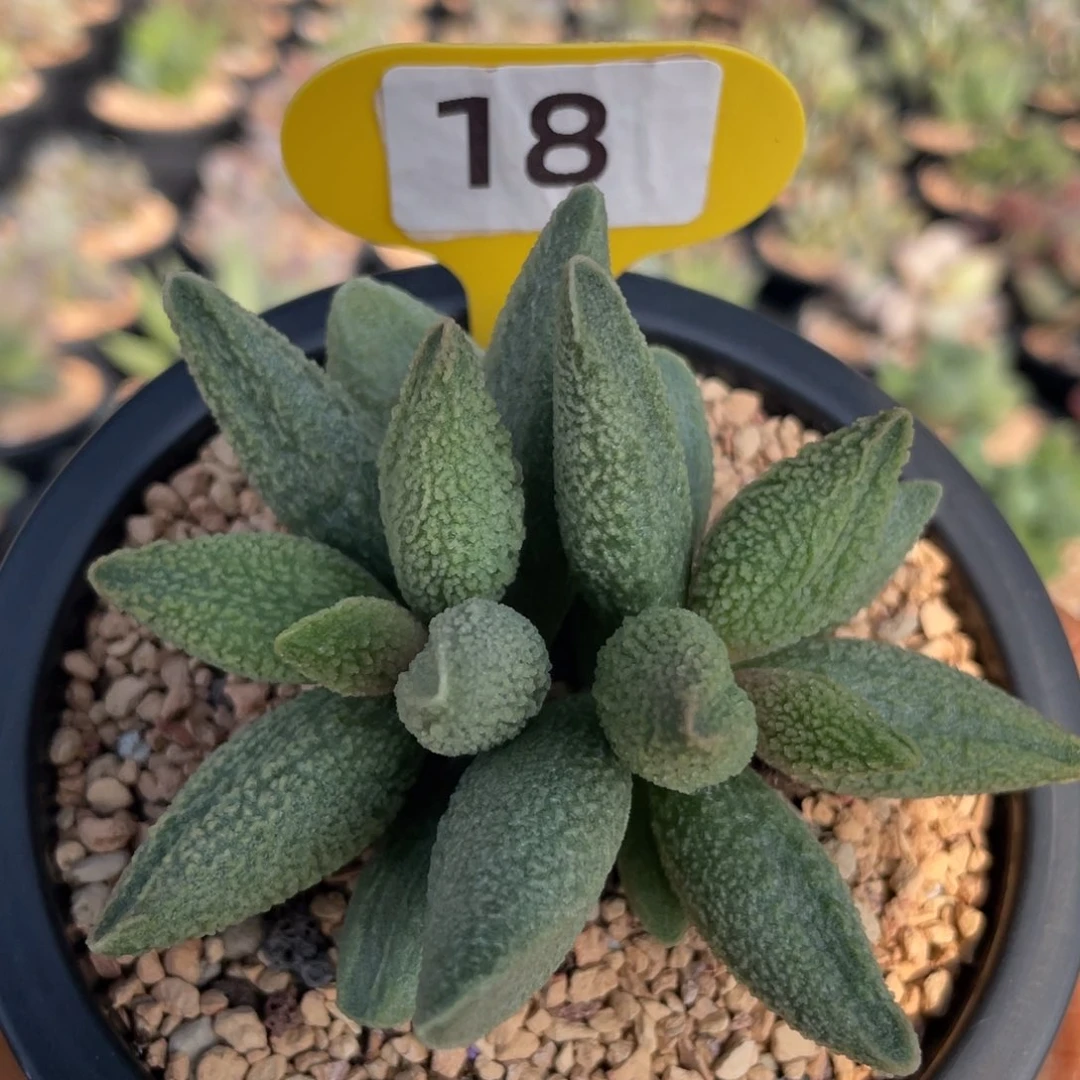 芙****物    白虎。