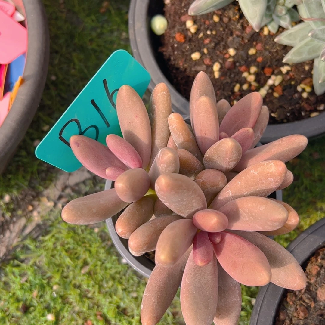 福利来了来了打榜吧