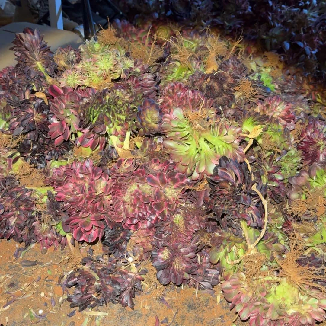 15小缀6颗啊啊啊啊啊