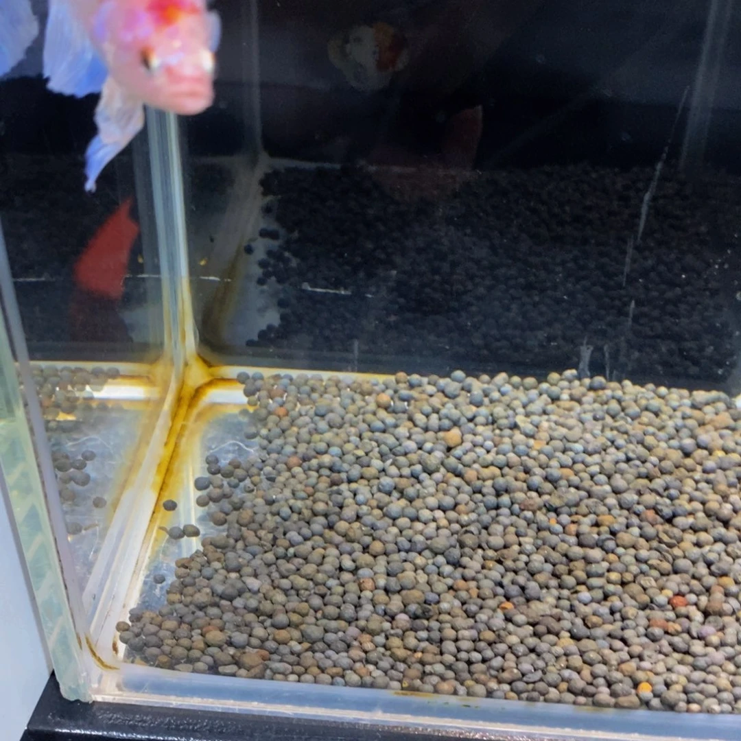 斗鱼297巨斗1111111