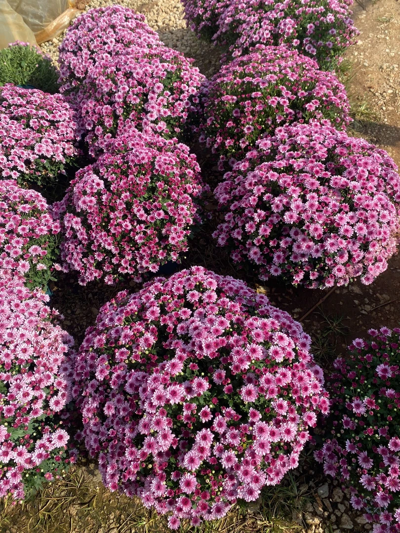 草莓甜心秋菊盆栽颜色养眼适合花园种植