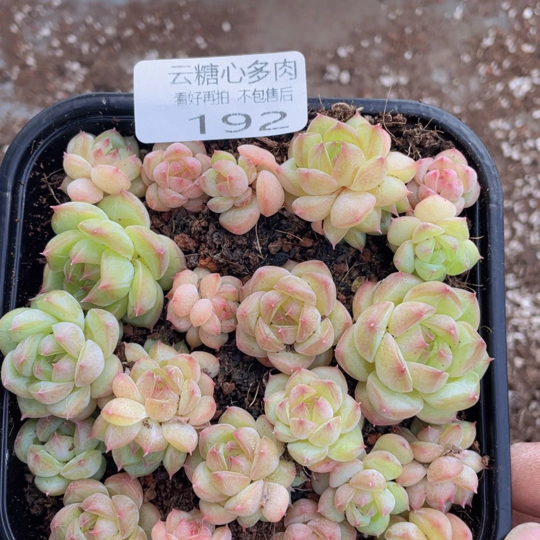 云糖心多肉植物192