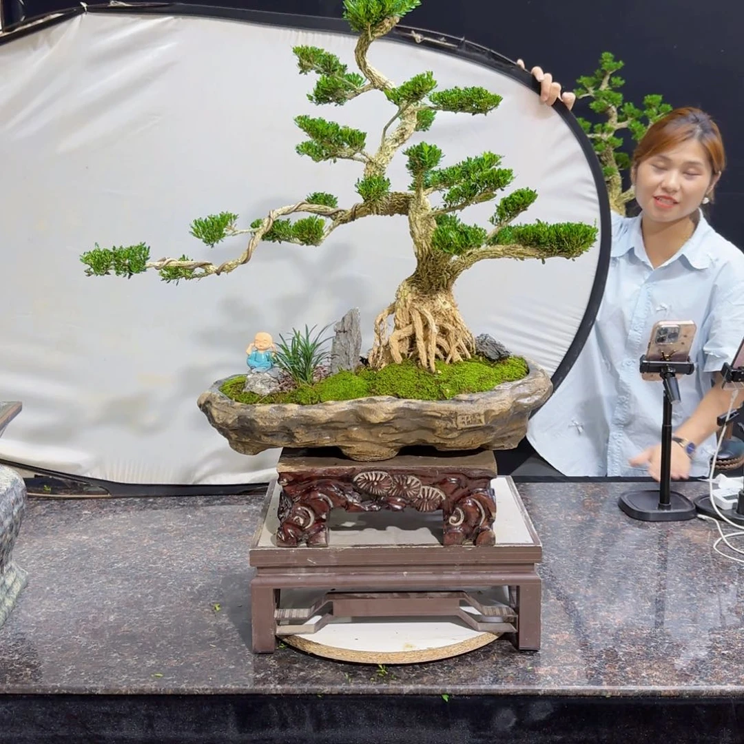 当前无花朵，栽培后可花朵