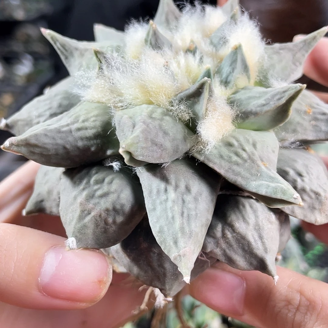 16号10.5cm龙牙牡丹杂萝卜根