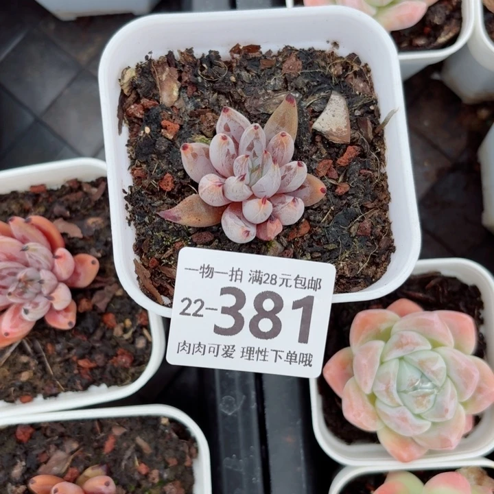 涵***涵魔爪无盆土发货无盆土发货无