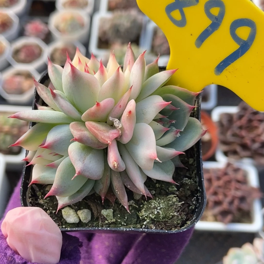 899吉娃娃锦多肉植物