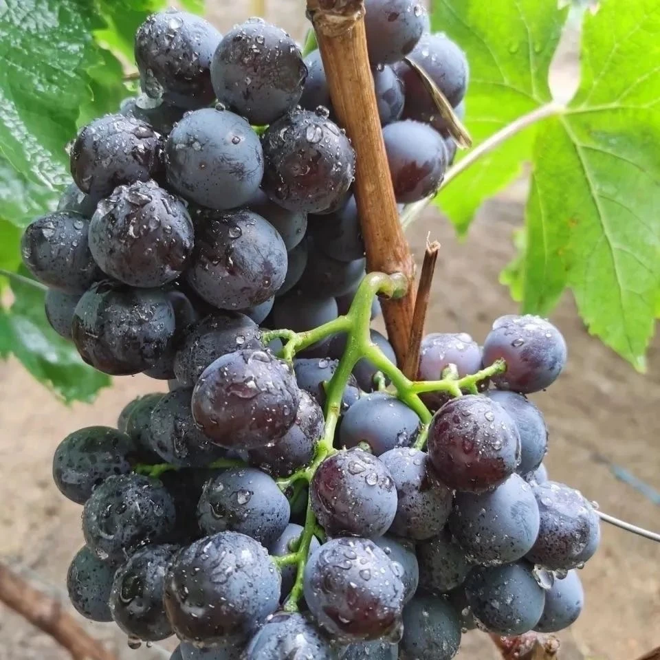 【鲜果甄选】玫瑰香葡萄现摘精品水果好吃当季应季水果新鲜葡萄同城送山东省