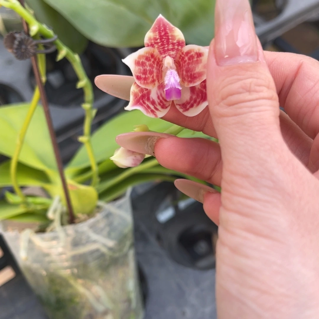 完全开放蘑菇盾蝴蝶兰