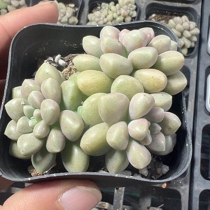 丸叶姬秋丽精品多肉植物