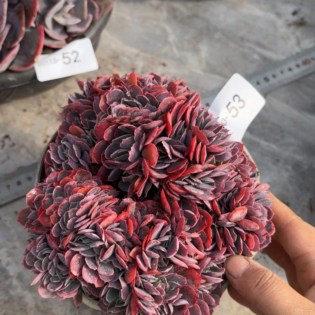 同温层多肉晚霞之舞缀53