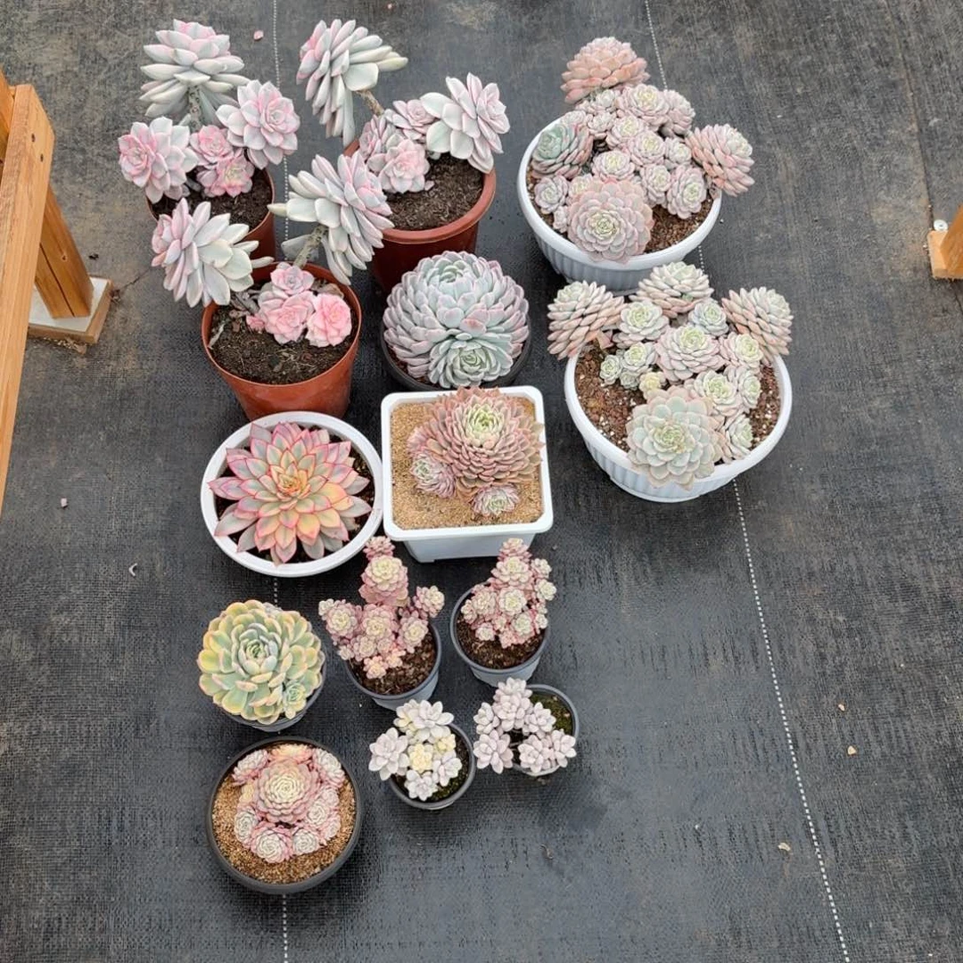 n***o14颗肉肉锦上园艺一物一拍