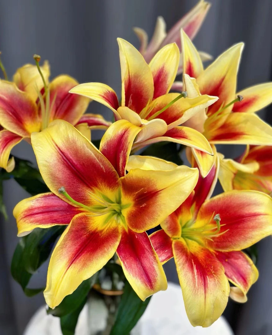 「娟娟优选】 双色球    浓香型稀有香水百合（发货以后不退货退款）