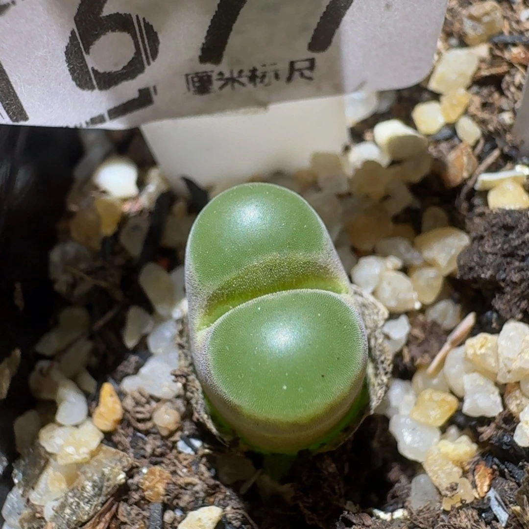 Ssss精品生石花1677