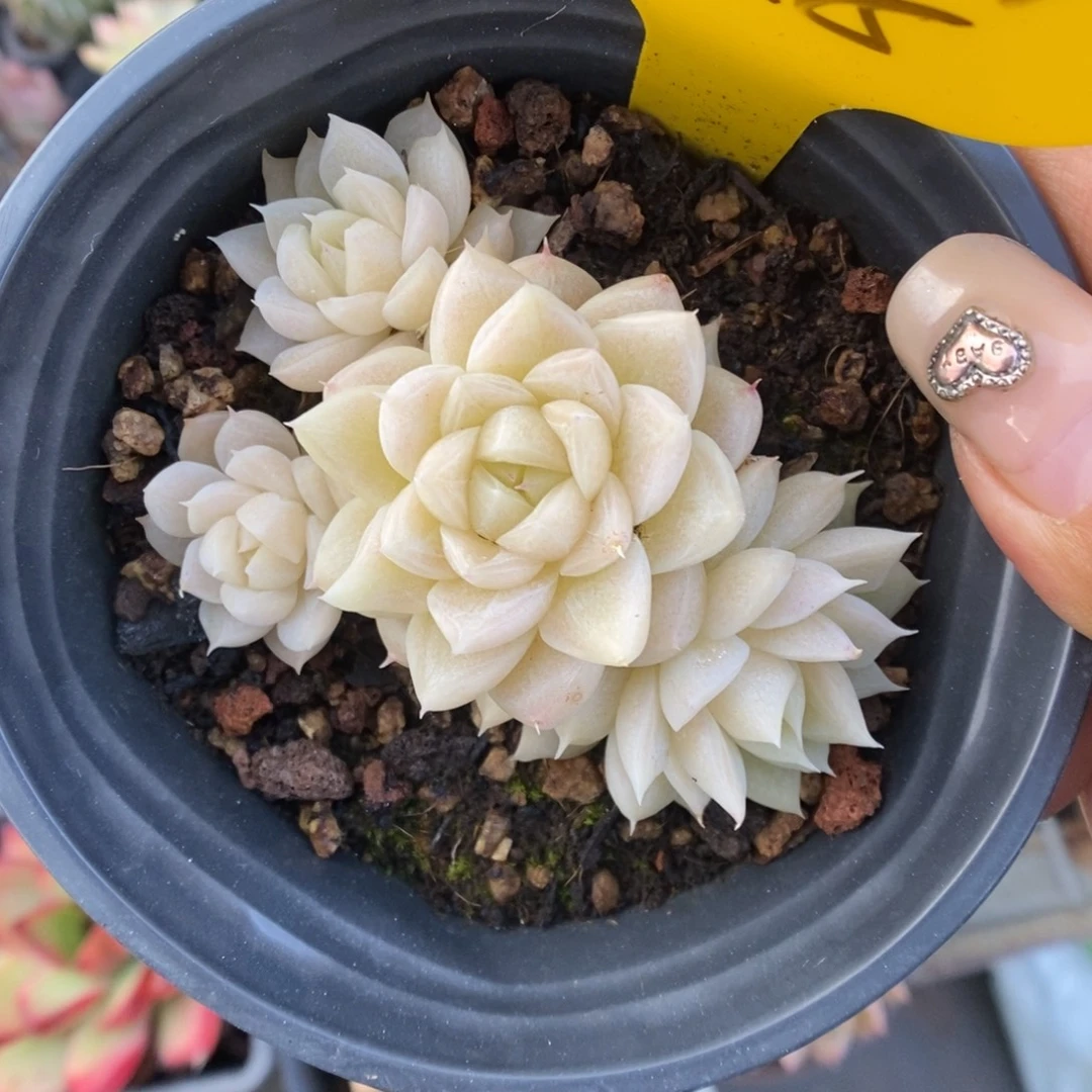 k***n白底麦秆1048号。