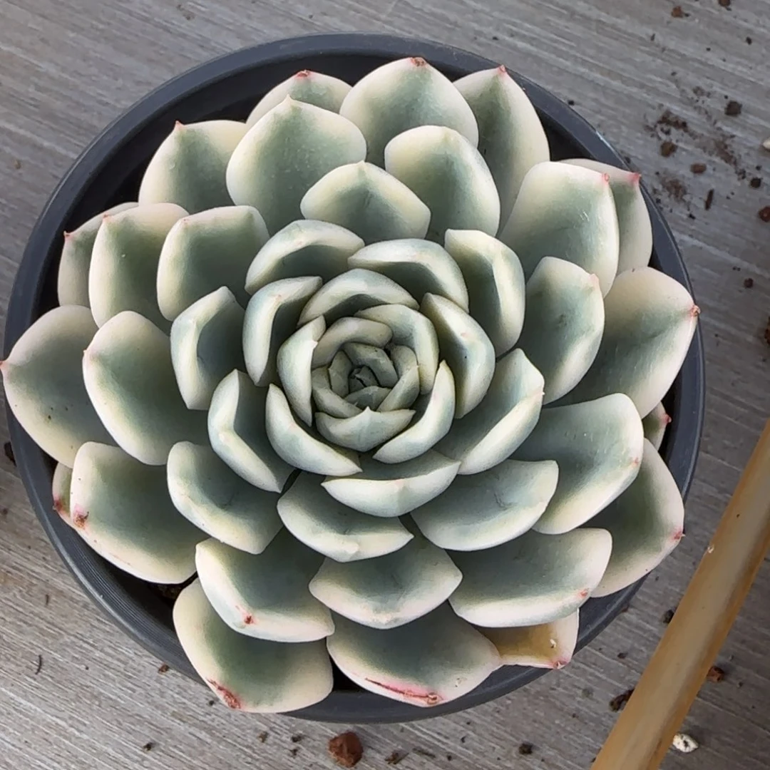 月亮仙子锦多肉植物