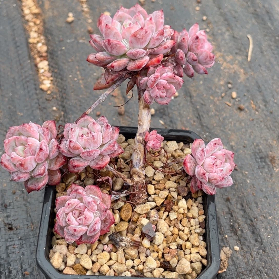 麦***喵糖心霞光群生宝贝专拍