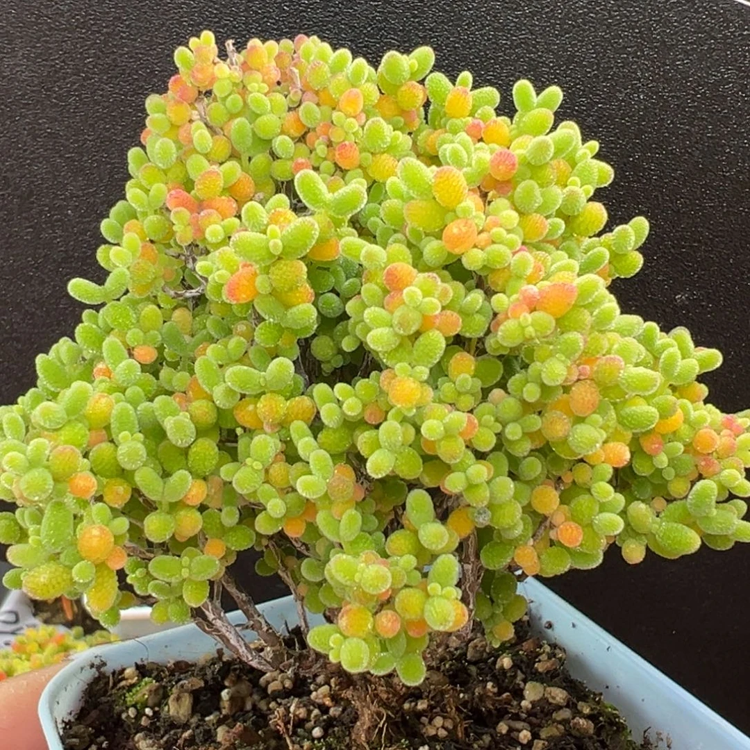 dy3797精控老桩小树型蜜橘糖球冠幅8cm