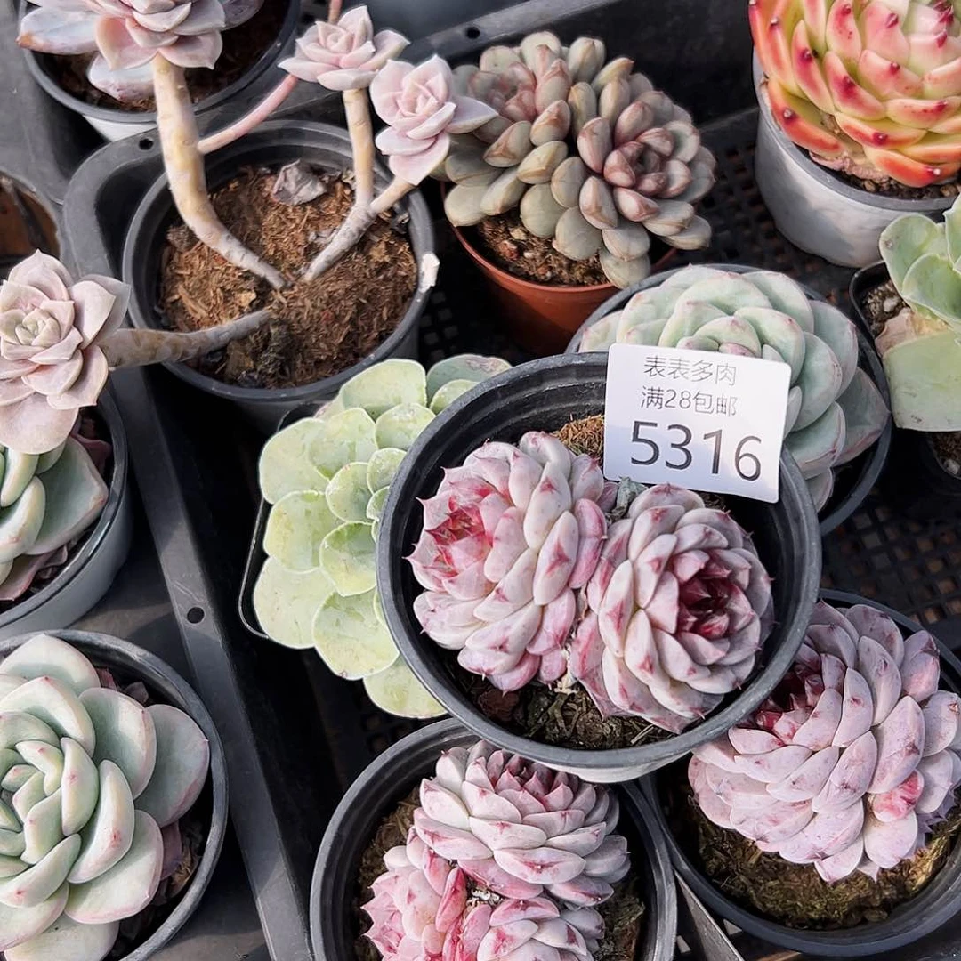 9号?****羊我们的确是一5316