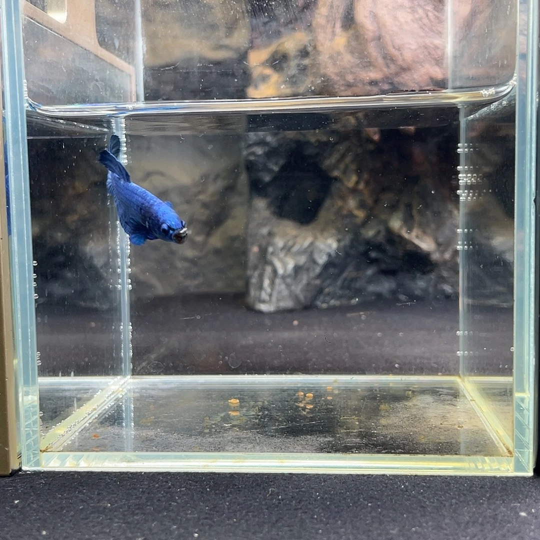 斗鱼十月六日竞价