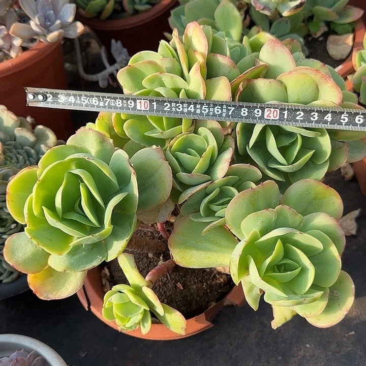 碧桃674 多肉植物一物一拍