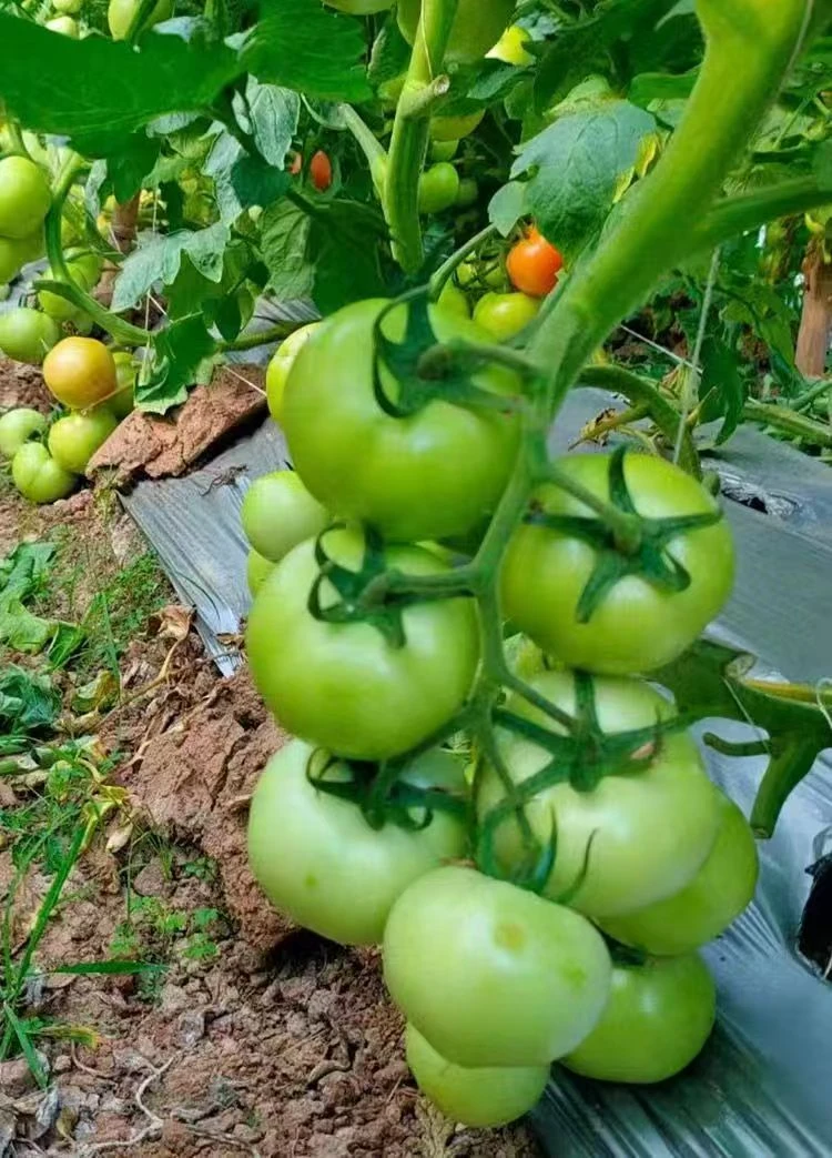 未成熟西红柿炒菜吃,现摘现发,酸甜可口新鲜青皮番茄当季番茄