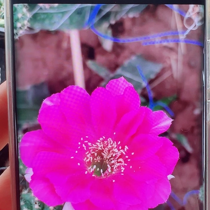 丽花开门见喜侧芽 20 包邮
