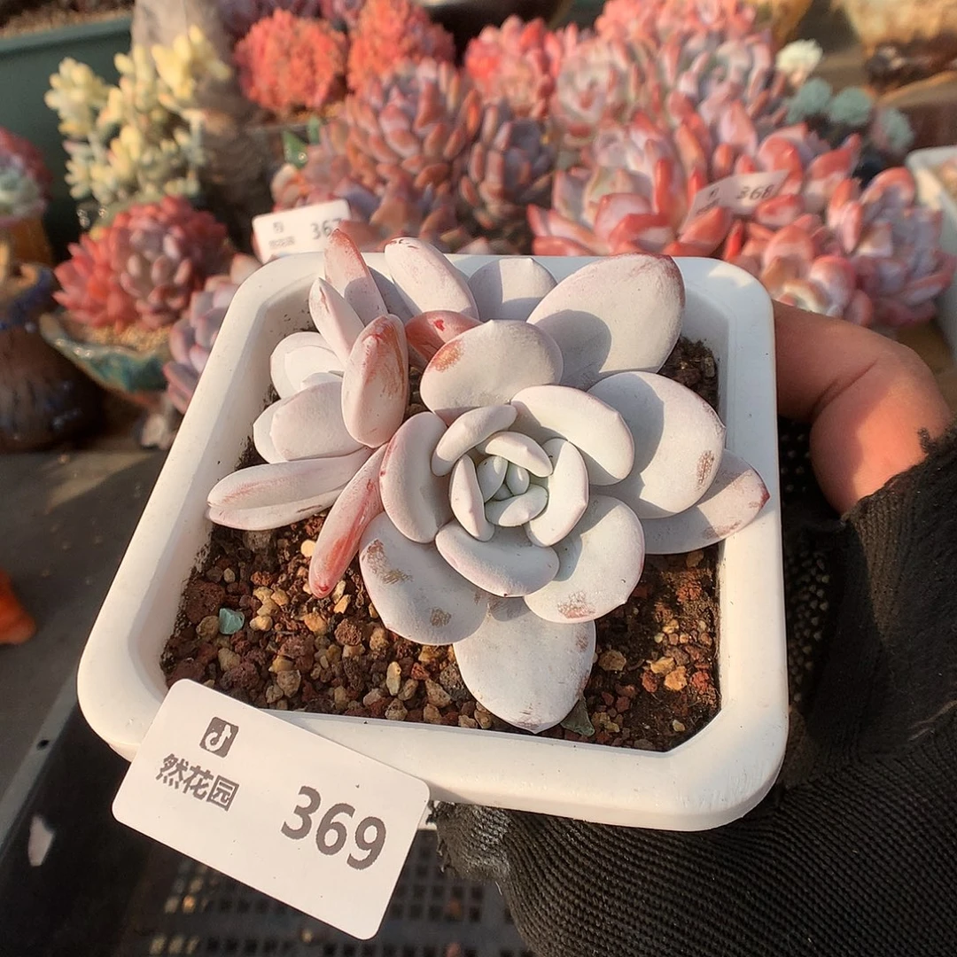 369雪莲多肉植物6666