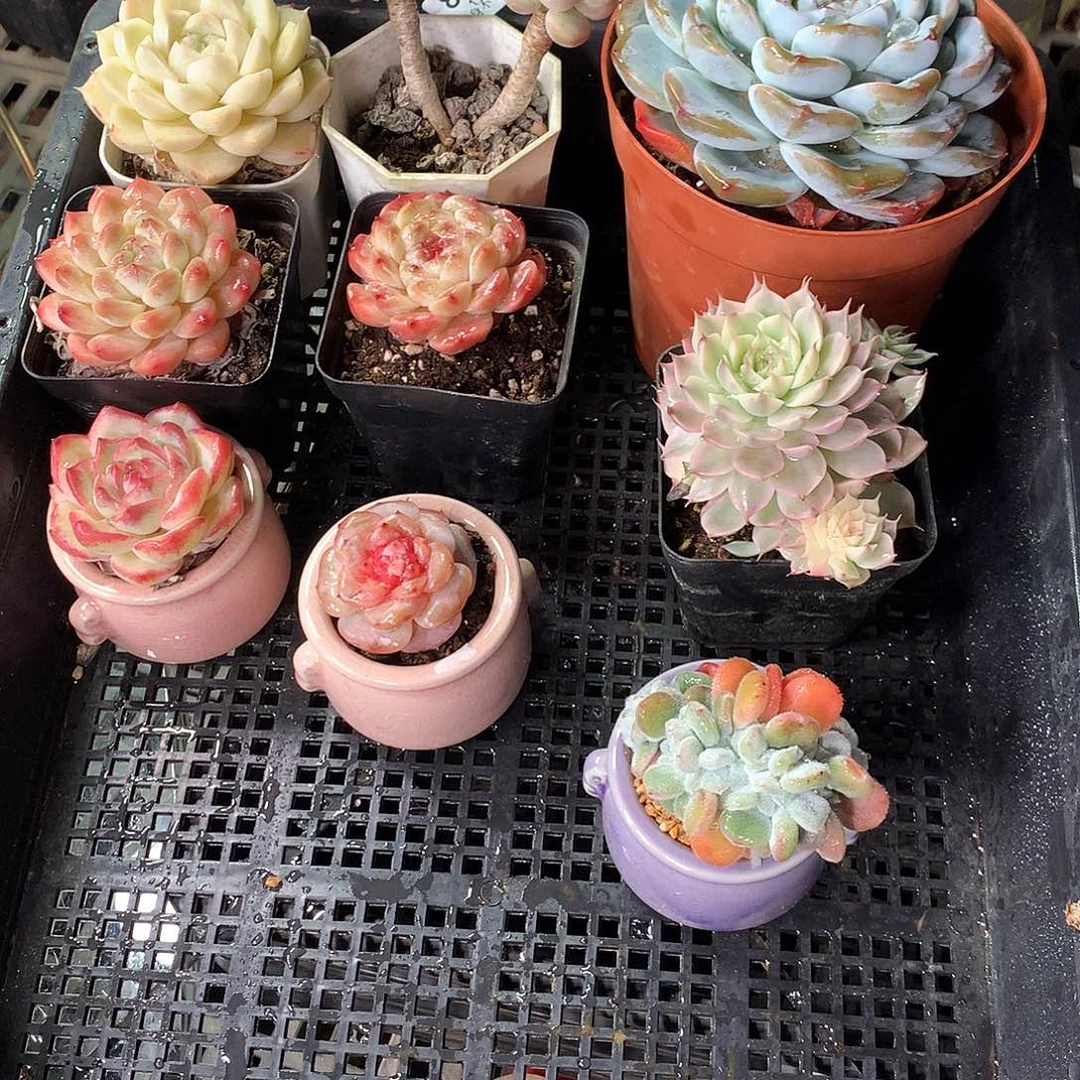 精控拇指盆11.20815