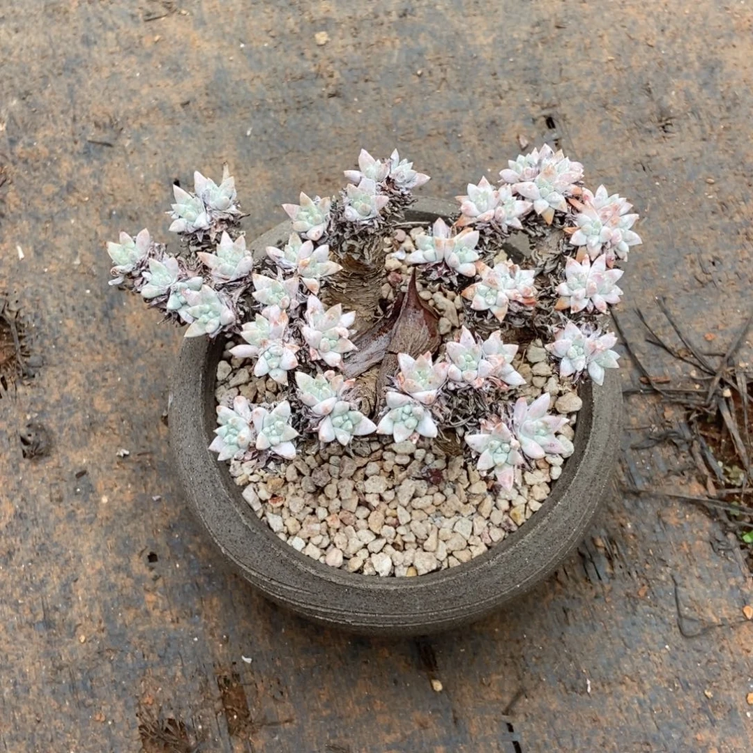 n34多肉植物啦啦啦