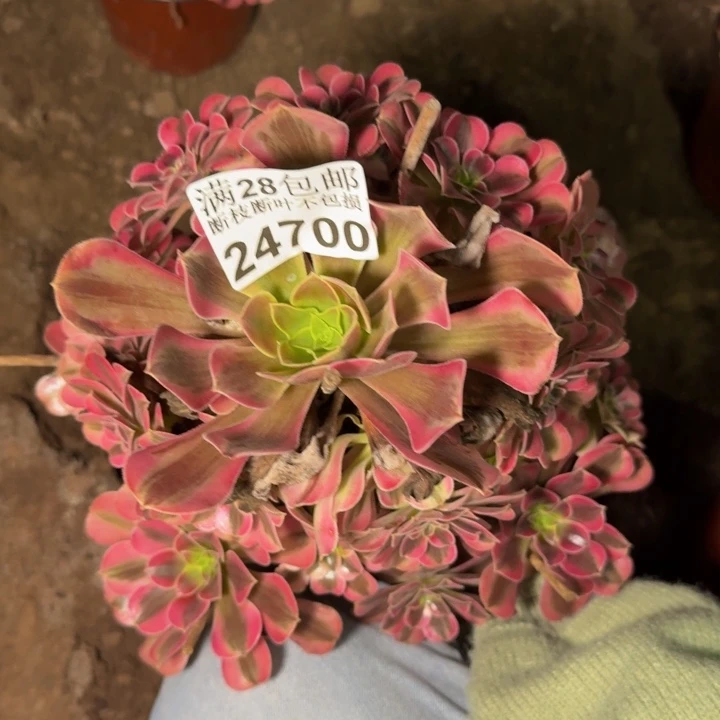24700南美杜莎杆歪不包断枝