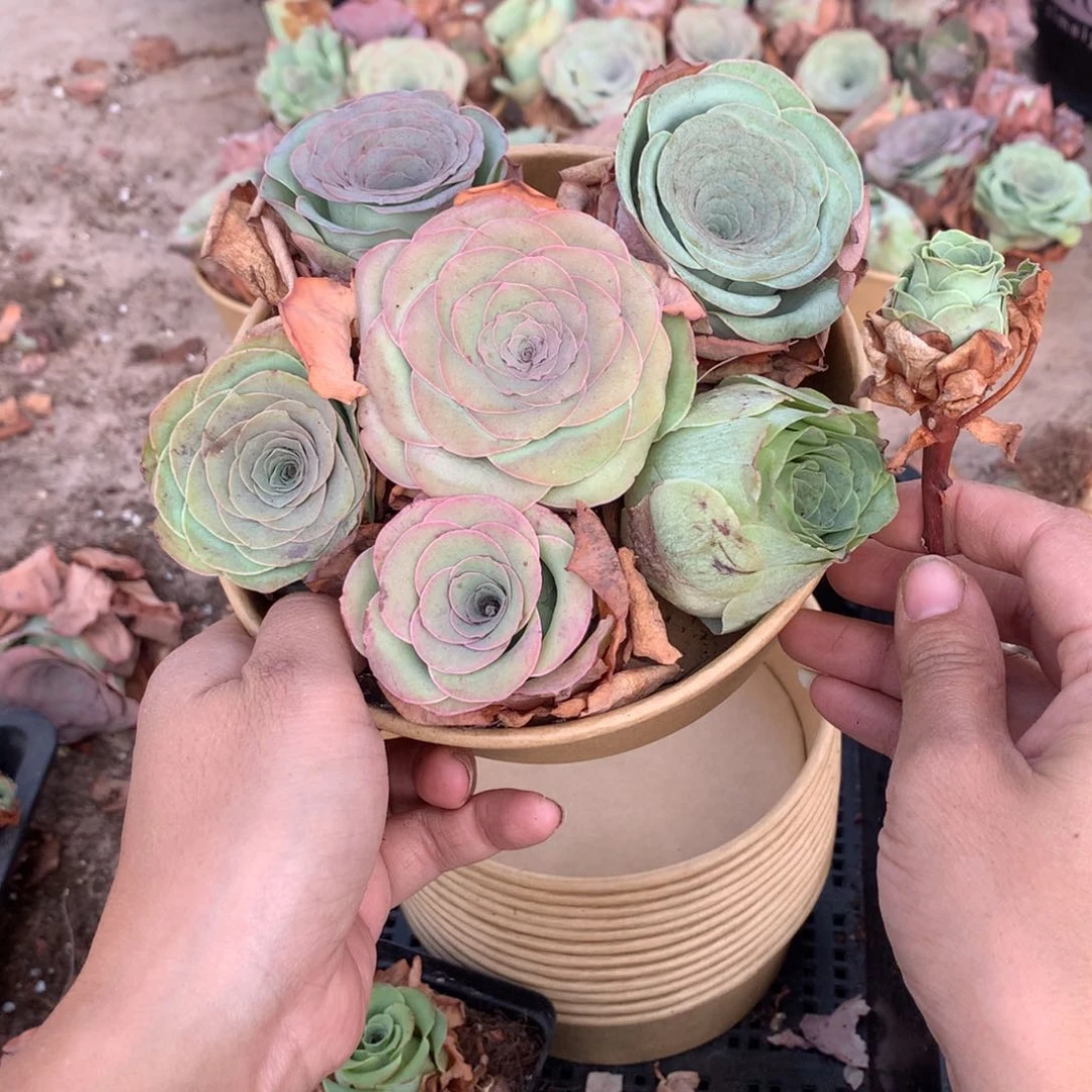 6颗山地玫瑰多送1颗量拍